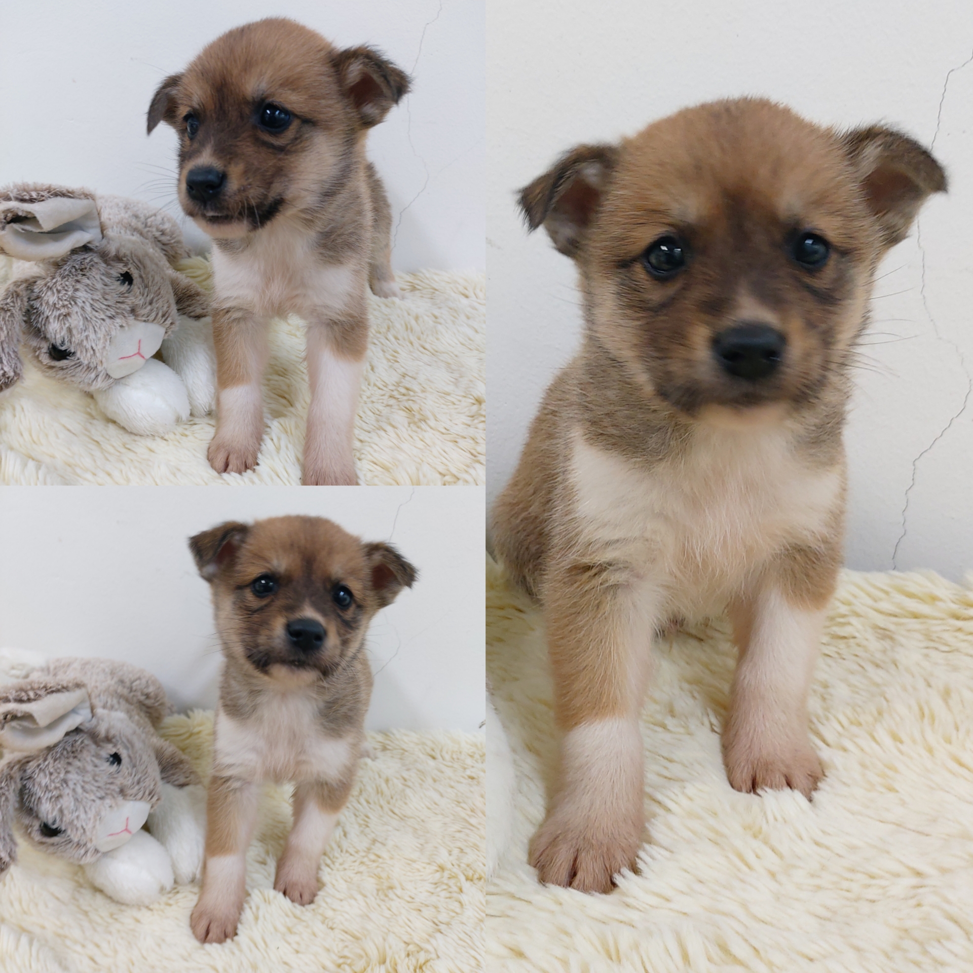 경주동물사랑보호센터_447505202500376